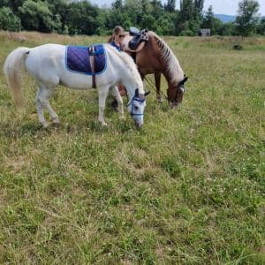 I. DAY CAMP BOGI – Lovosice and Ústí nad Labem